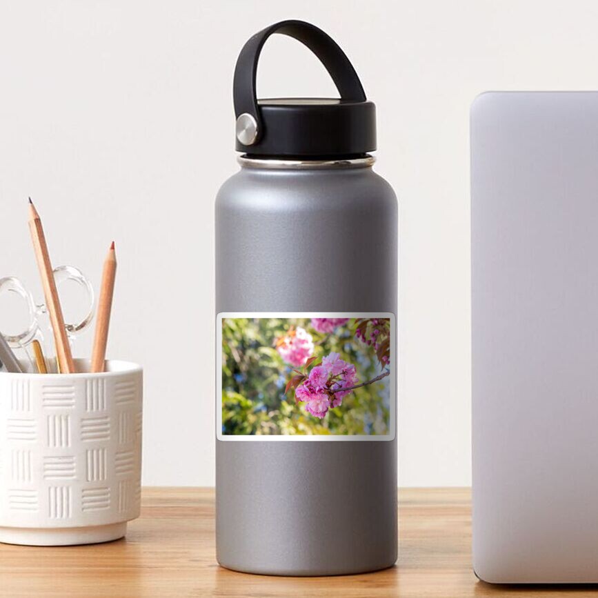 pink blossomed sakura flowers Sticker