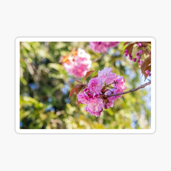 pink blossomed sakura flowers Sticker