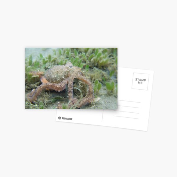 Octopus Postcard