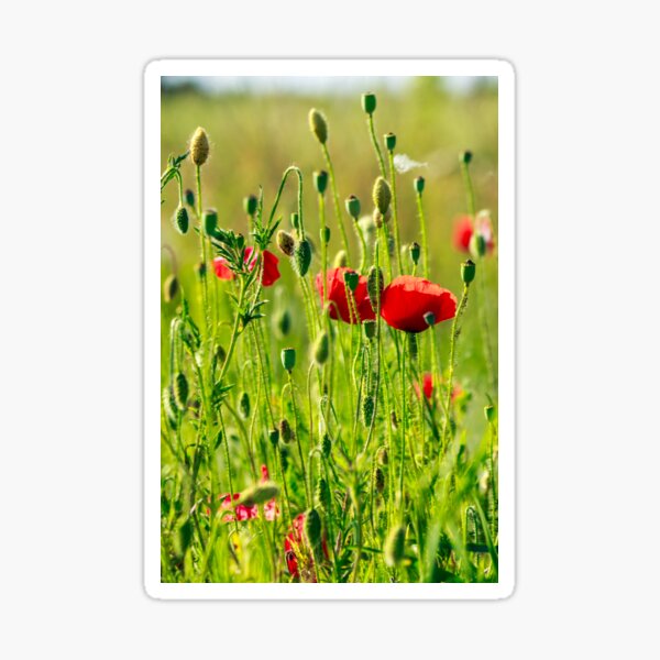 red poppy in the wheat field Sticker