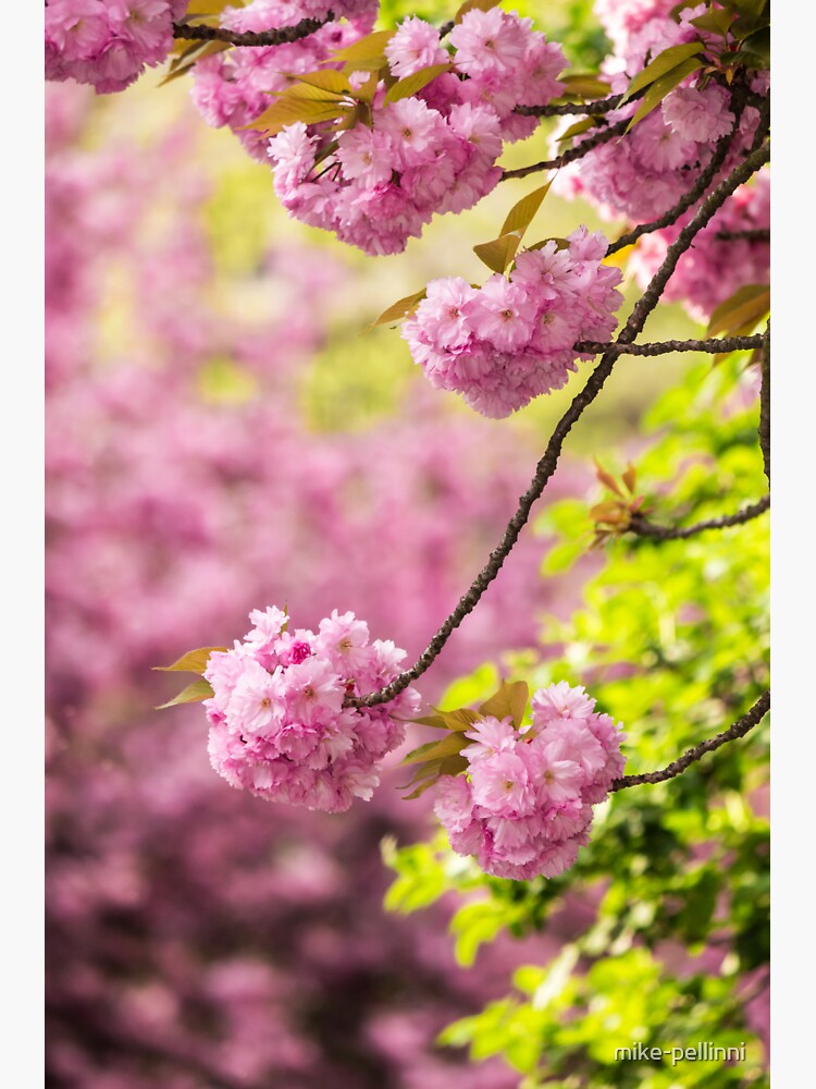 pink flowers of sakura branches above grass by mike-pellinni