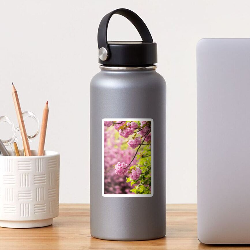 pink flowers of sakura branches above grass Sticker