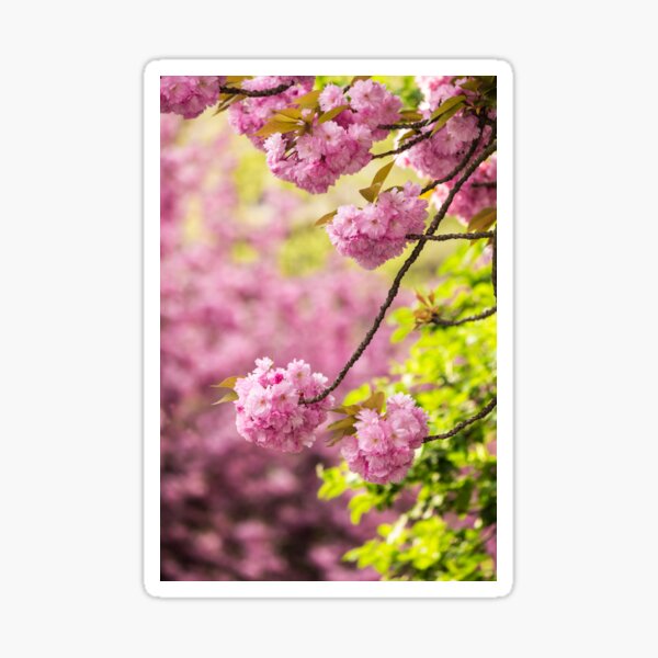 pink flowers of sakura branches above grass Sticker