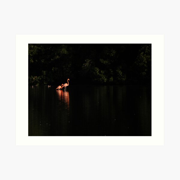 Flamingos Art Print