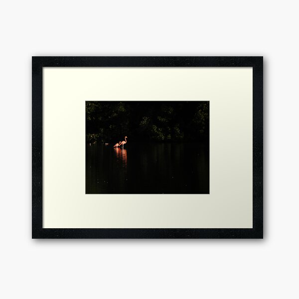 Flamingos Framed Art Print