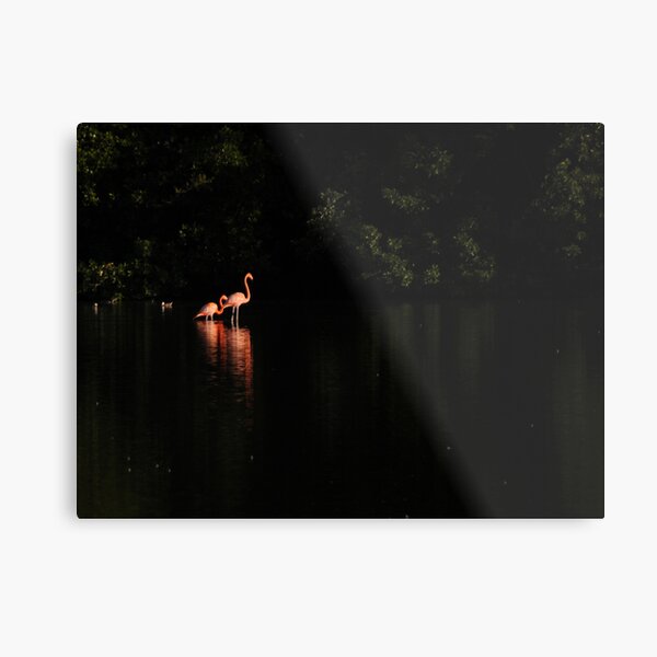 Flamingos Metal Print