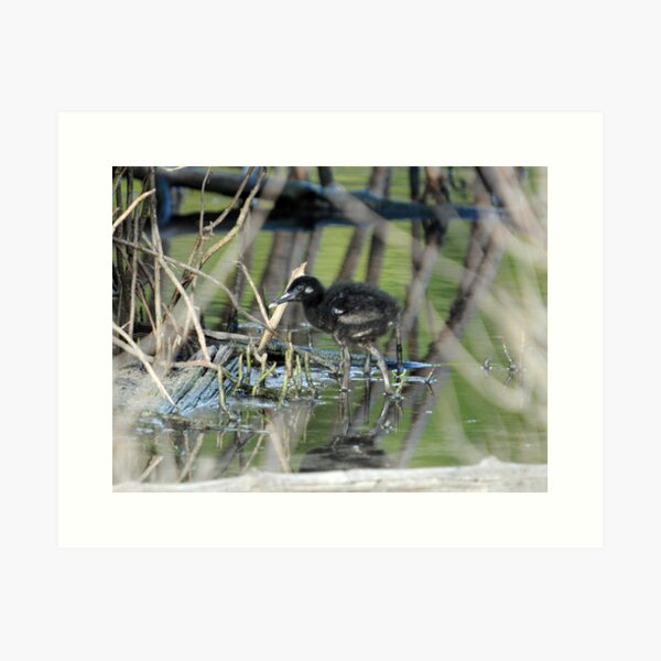Easter chicks Art Print