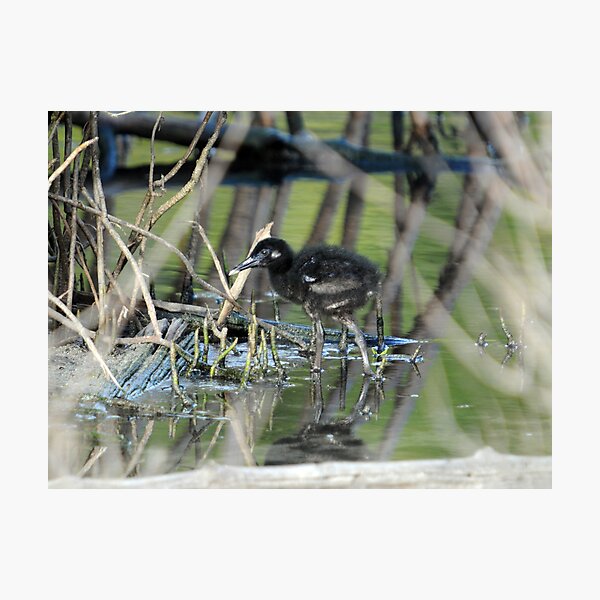 Easter chicks Photographic Print