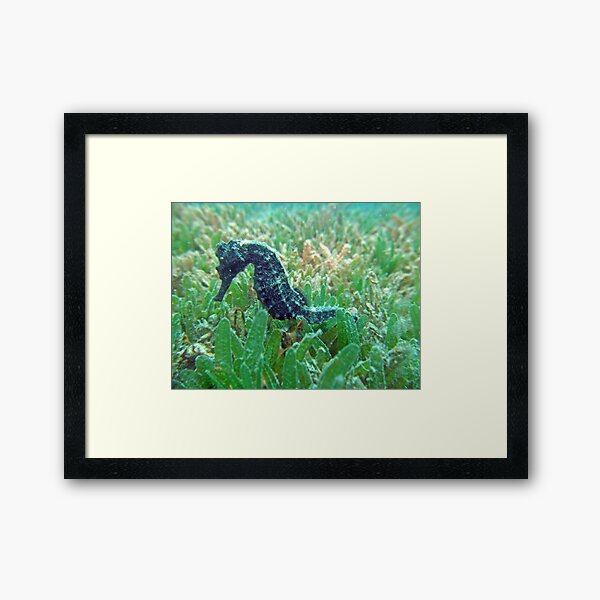 Sea horse Framed Art Print