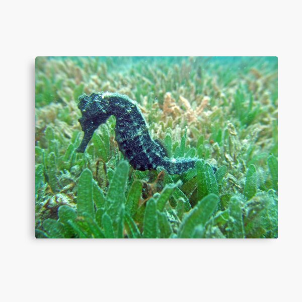 Sea horse Canvas Print