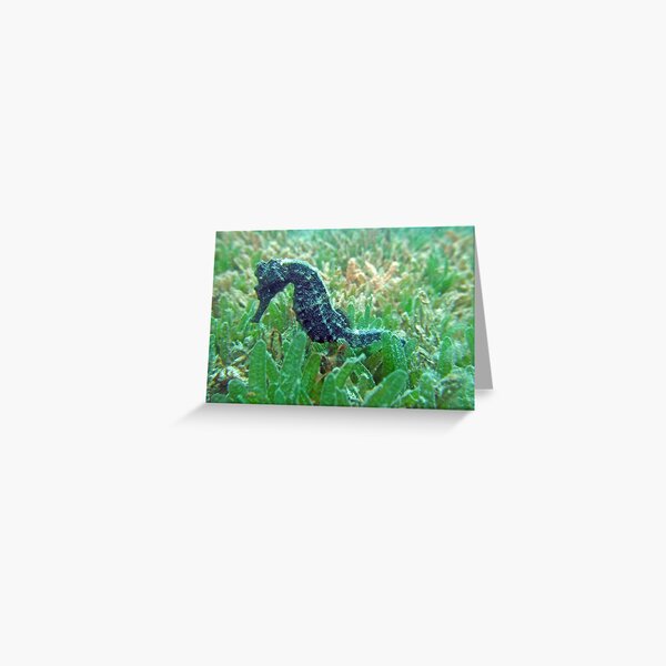 Sea horse Greeting Card