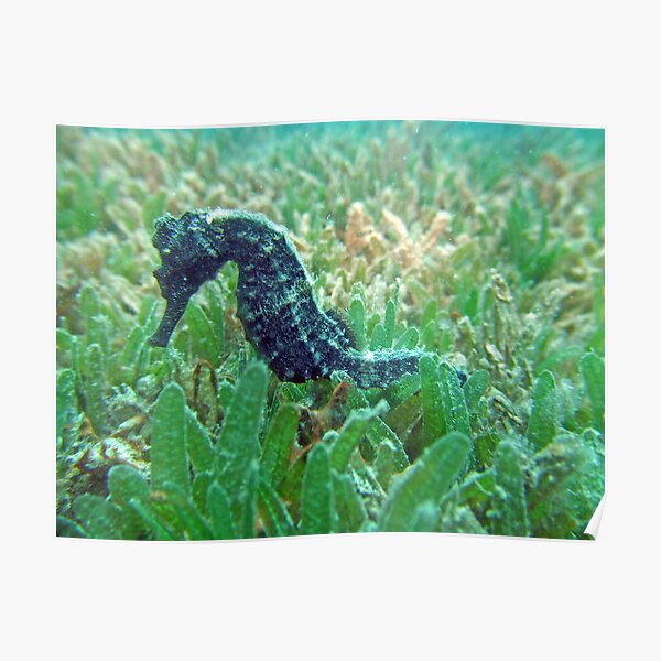 Sea horse Poster