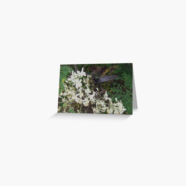 hummer Greeting Card