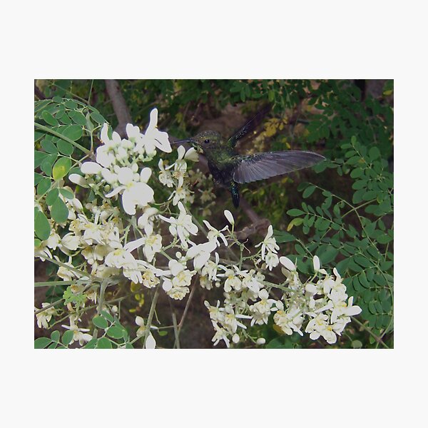 hummer Photographic Print