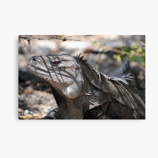 Ricord's Iguana Canvas Print