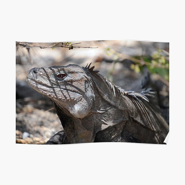 Ricord's Iguana Poster