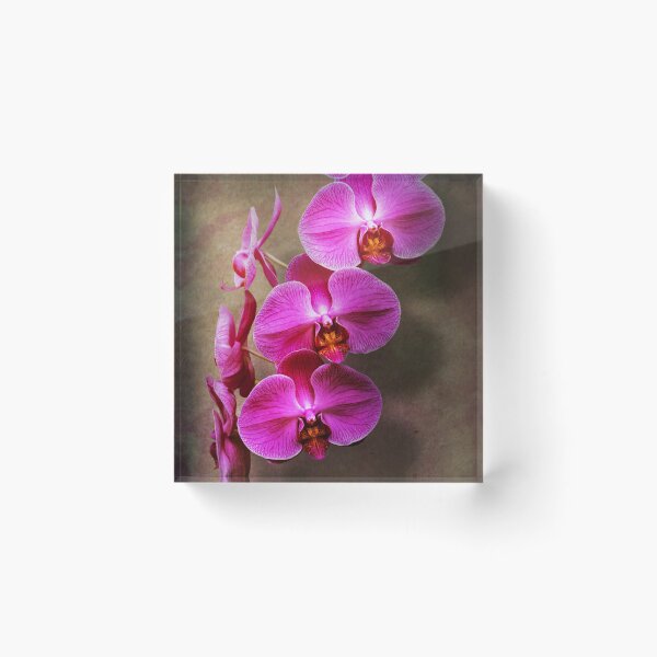 Item preview, Orchid - Phalaenopsis - The moth orchid designed and sold by Mike Savad Photography.
