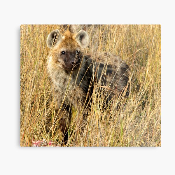 Hyena Metal Print