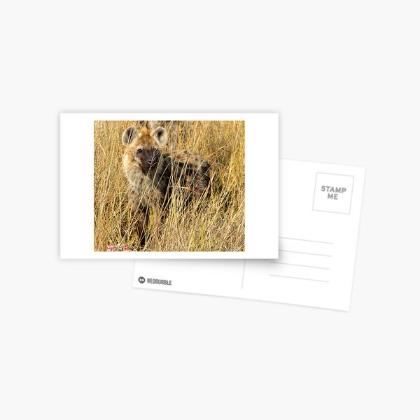 Hyena Postcard