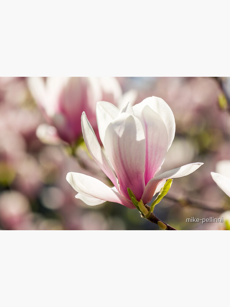 magnolia flowers on a blurry background by mike-pellinni