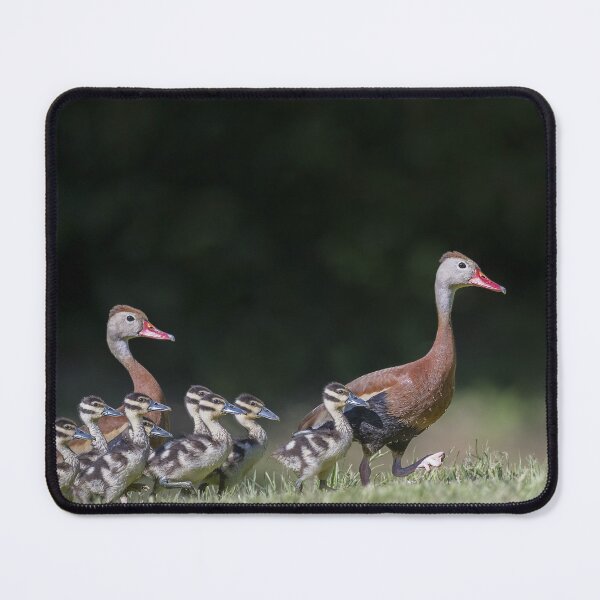 Item preview, Black-bellied whistling duck with its babies designed and sold by Puttaswamy Ravishankar.