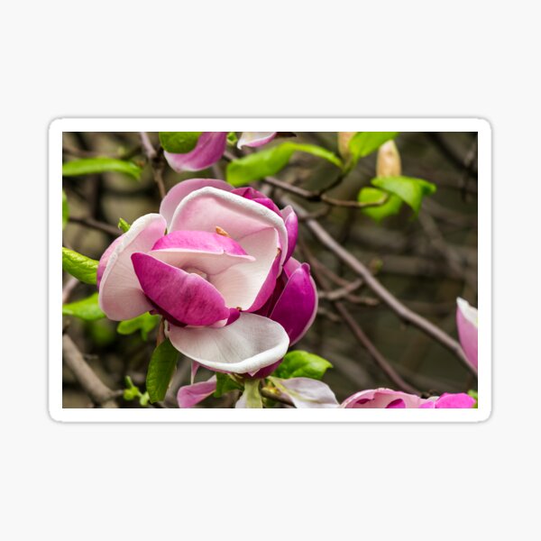 magnolia flowers on a blury background Sticker