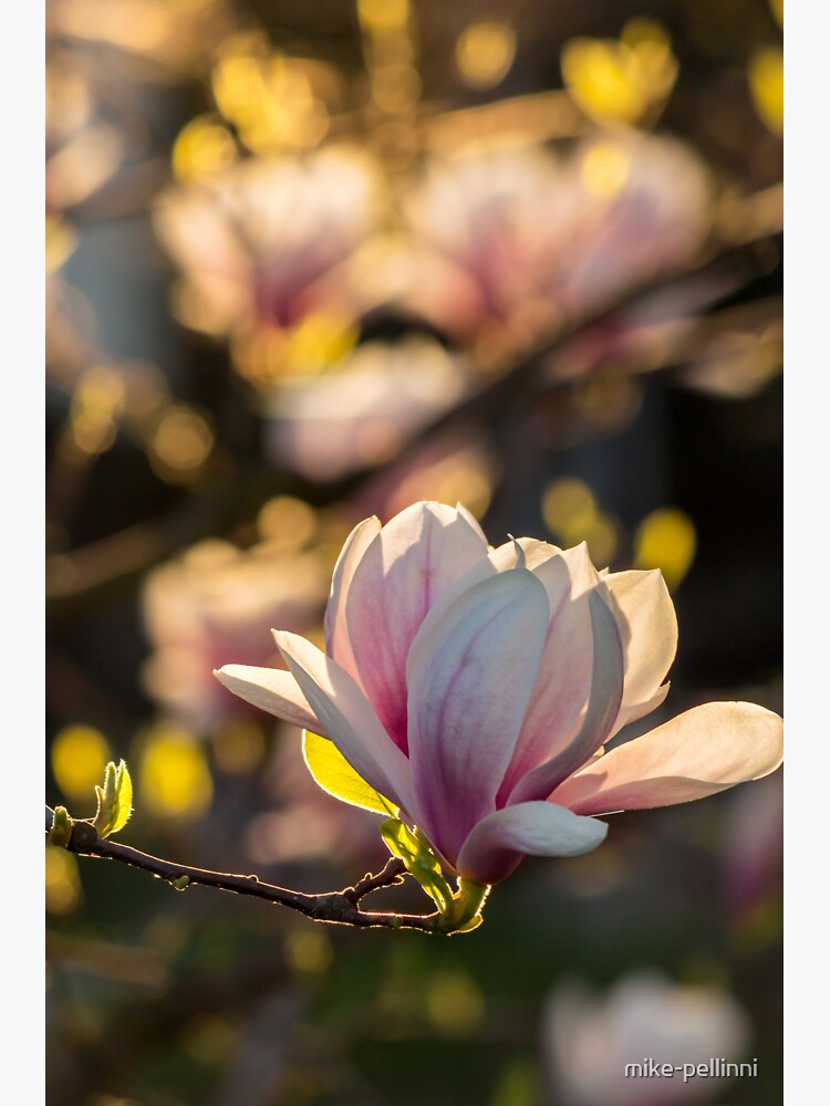 magnolia flower by mike-pellinni