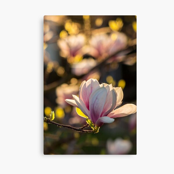 magnolia flower Canvas Print