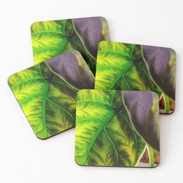 Artikelvorschau, Einzigartiges und organisches Foto von Alocasia azlanii entworfen und verkauft von AvonPerception.