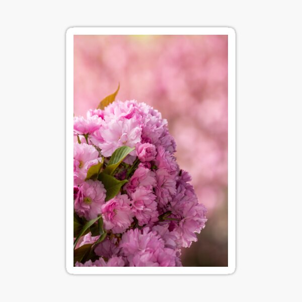 pink blossomed sakura flowers Sticker