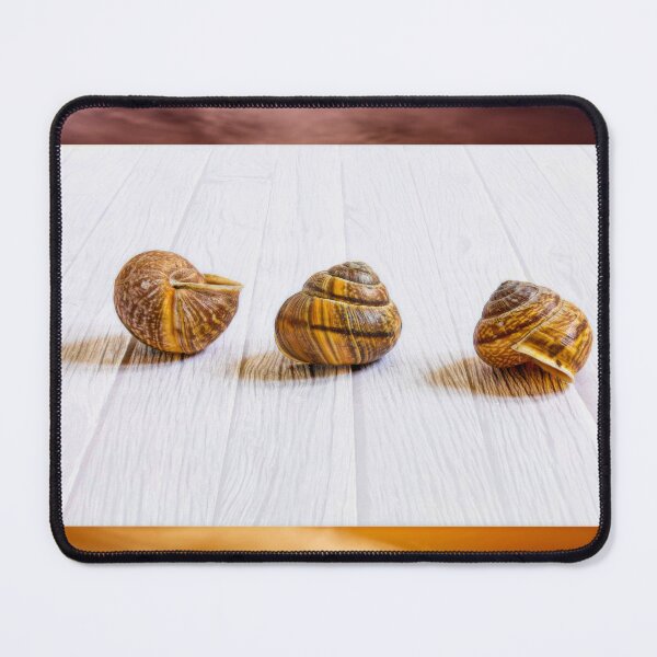 Item preview, Conch shells designed and sold by Veikko  Suikkanen.