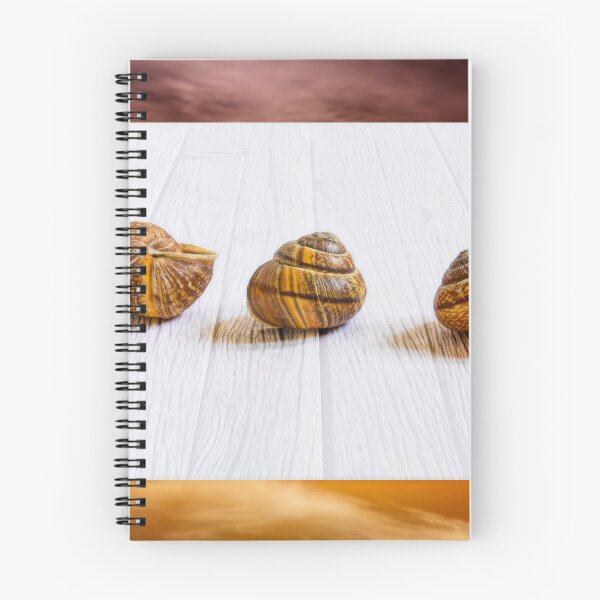 Item preview, Conch shells designed and sold by Veikko  Suikkanen.