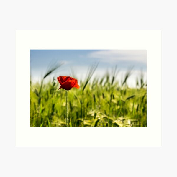red poppy in the wheat field Art Print