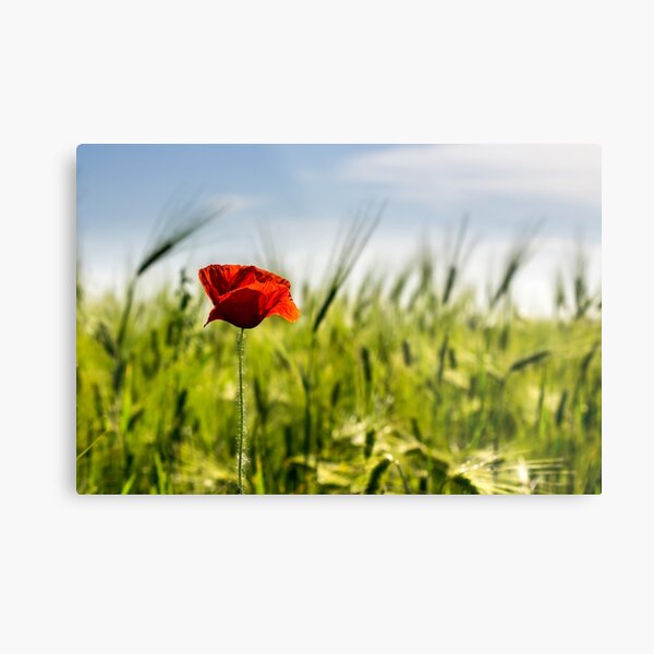 red poppy in the wheat field Metal Print