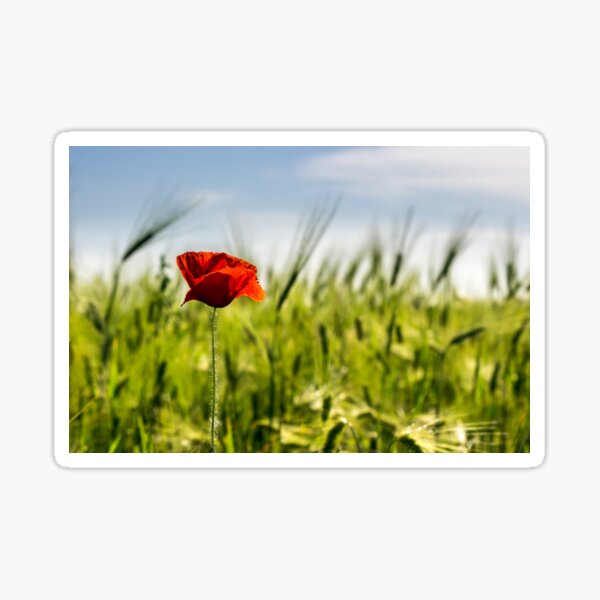 red poppy in the wheat field Sticker
