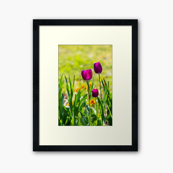 purple tulip on blurred background of grass Framed Art Print
