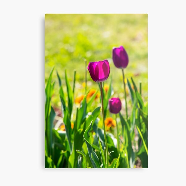 purple tulip on blurred background of grass Metal Print