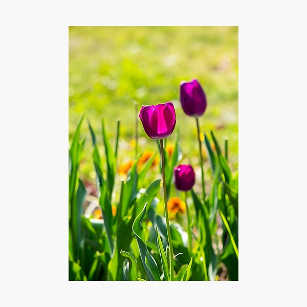 purple tulip on blurred background of grass Photographic Print