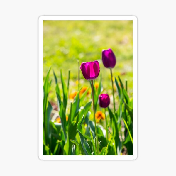 purple tulip on blurred background of grass Sticker