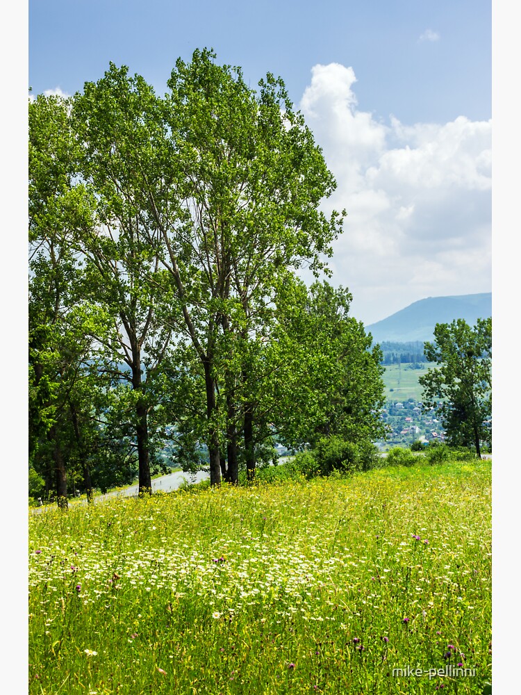 forest glade on hillside by mike-pellinni