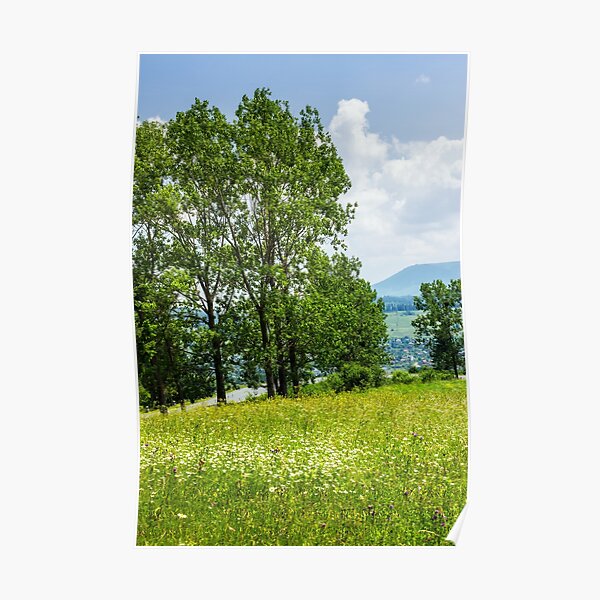 forest glade on hillside Poster