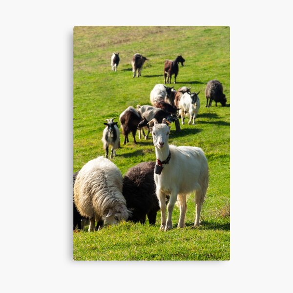 portrait of a white goat with a bell on a glade Canvas Print