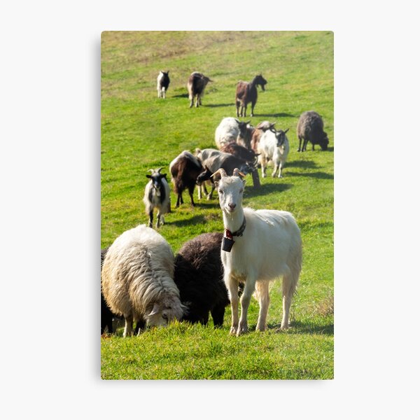portrait of a white goat with a bell on a glade Metal Print