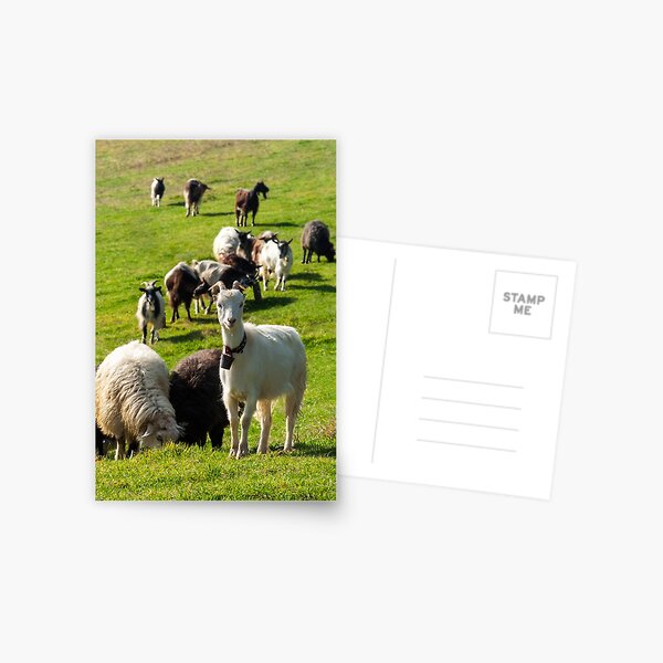 portrait of a white goat with a bell on a glade Postcard