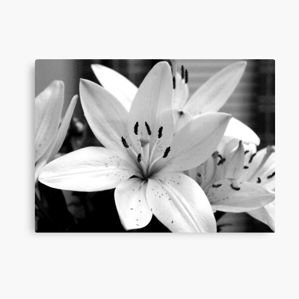 Lilies - Black & White Canvas Print