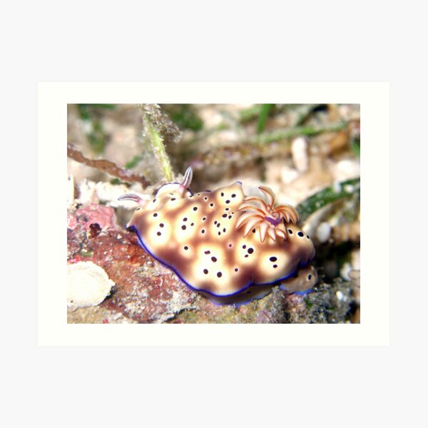 Nudibranch Art Print