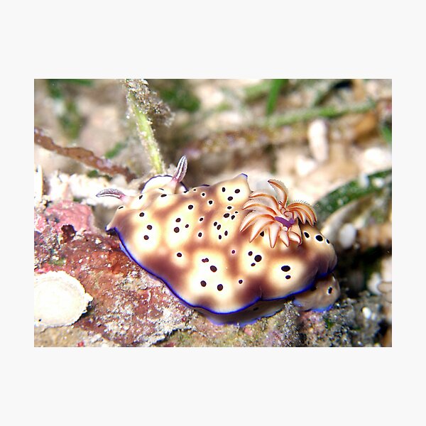 Nudibranch Photographic Print