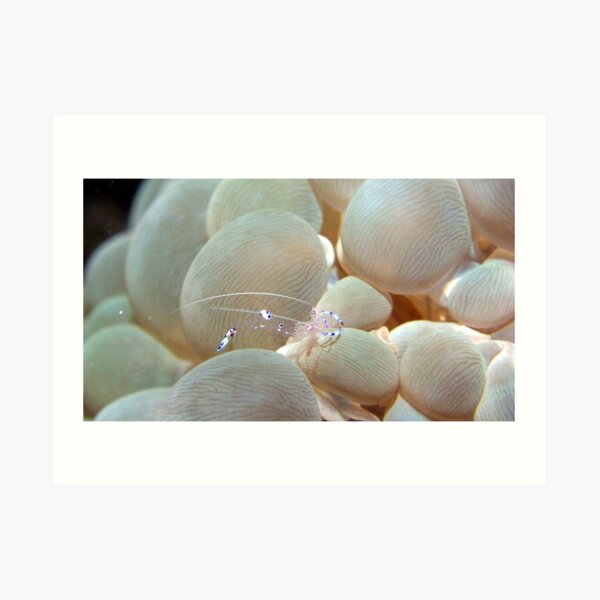 Transparency Art Print