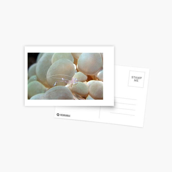 Transparency Postcard