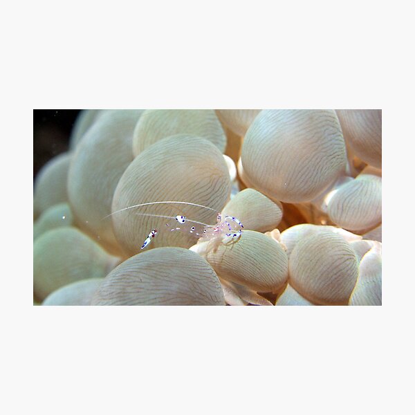 Transparency Photographic Print
